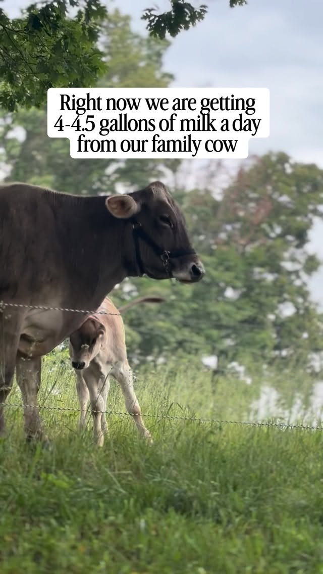 How are we currently using our raw milk from our family milk cow 🐮
It may seem like a lot of milk a day but with 6 growing kids, cooking from scratch, and making as much as we can at home, it actually goes quickly.
My only complaint is the cream line we are getting while calf sharing, it’s taking a lot of gallons to get a bit so big amount of cream for butter 😅