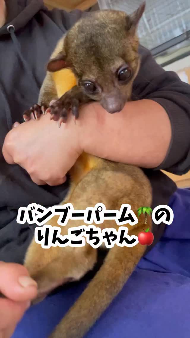 バンブーパームです🌴
今日はキンカジューのりんごちゃん🍎です
りんちゃんはとても大人しい子で、
お顔もおさな顔のキンカジューです。
イベントではゆりかごの上で
沢山のお客様を癒しております♪
りんごちゃんファンも居るくらい隠れた人気者です✨
気軽にお出かけやデートに是非バンブーパームを予約してみて下さい🌴
#川越
#バンブーパーム
#観光
#お出かけ
#かわいい