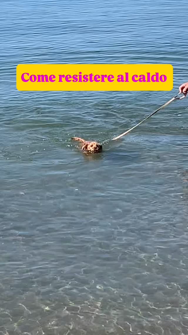 Come resistere al caldo secondo Antonietta:
mare, cocomero e riposino strategico. 🌊🍉🐶
Direi che ha capito tutto dell’estate: pochi pensieri, tanta semplicità e ascolto del corpo.
A volte il benessere è proprio questo: scegliere quello che ci fa stare meglio, senza complicare troppo. 🌿💛
✨ Seguimi per altri contenuti su benessere, yoga, natura e piccoli momenti di vita vera.
#benessereolistico #estateitaliana #vitadacane #doglover #mare
