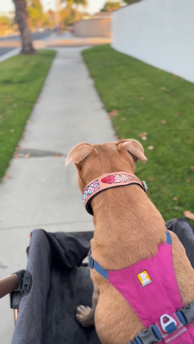 Snacks & an adventure with Beauty💜
collar: @mysacredpup