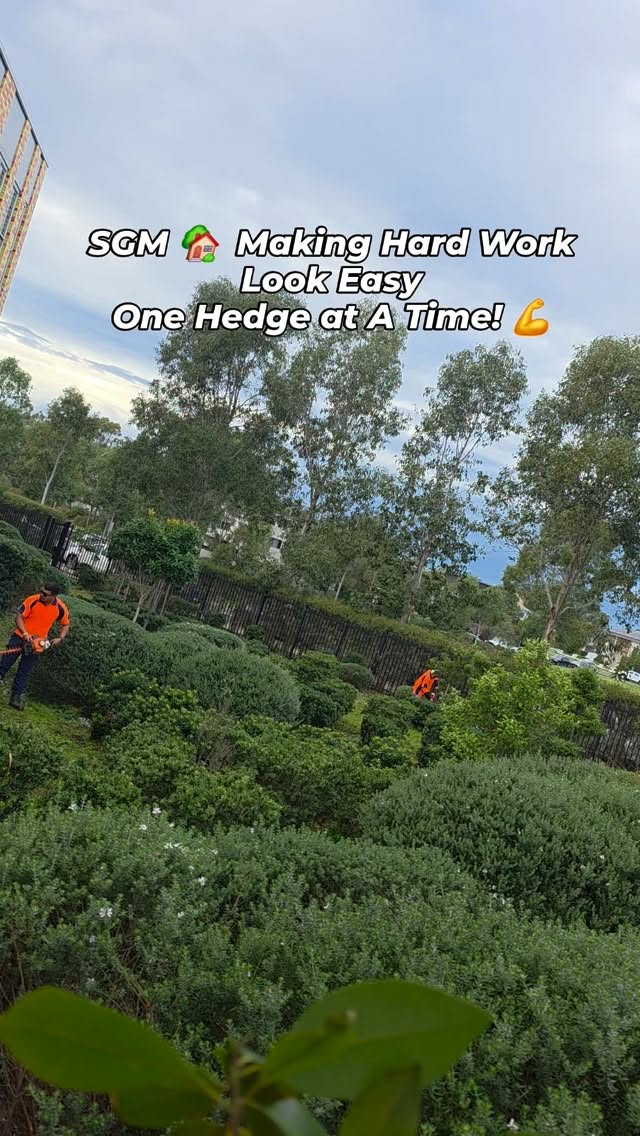 Everyone drives past the finished hedges... Nobody sees the hard work behind it 👀✂️🏡 SGM making it look easy, one hedge at a time 🔥
#HedgeTrimming #HedgeShaping #SydneyLandscaping #LawnCare #SGMServices