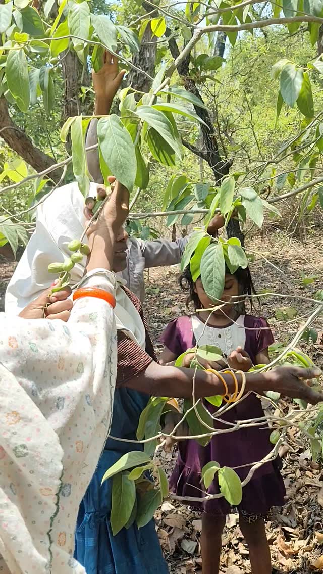 मछली पकड़ने की पप्राचीन तकनीक जो आदिवासियों द्वारा अपनाई जाती है!