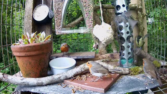 I’ve added a pot of live mealworms to the crate feeder this morning!
It’s like Piccadilly Circus in there!
You can watch this cam live on my website
Www.Wildlifekate.co.uk
How many species can you spot?