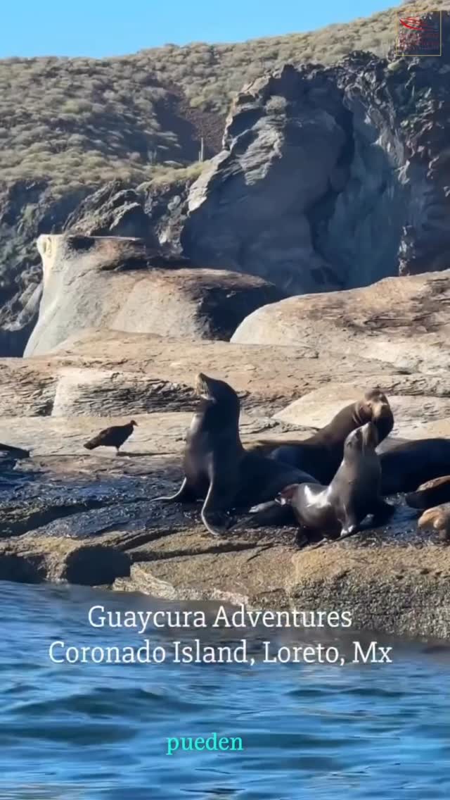 Loreto, Baja California Sur 🇲🇽
• Descubre las islas del Parque Nacional Bahía de Loreto, un área natural protegida reconocida por su extraordinaria biodiversidad y sus impresionantes paisajes del Mar de Cortés.
• Tour a Islas
🐬 Avistamiento de delfines y lobos marinos en su hábitat natural
🐠 Observación de peces tropicales y arrecifes rocosos
🤿 Aguas cristalinas ideales para snorkel
🛶 Perfecto para kayak y exploración costera
📸 Vistas espectaculares de montañas, acantilados y playas vírgenes
🌤️ Temporada ideal para visitar
☀️ Días soleados y excelente visibilidad
🌡️ Temperaturas entre 24°C y 30°C 🌊
• Condiciones favorables para actividades acuáticas
🐋 Próximamente:
Temporada de Avistamiento de Ballenas 📅 De enero a marzo
🌊 Observa algunas de las especies más impresionantes que visitan las aguas de Loreto durante su migración anual.
¡Aparta tu lugar desde ahora y asegura tu experiencia para la próxima temporada!
⚠️ La observación de fauna se realiza de manera responsable, respetando las distancias y el entorno natural para proteger las especies y su ecosistema.
🚤 10% OFF con código: 4MTR4 guaycura-adventures.com
📲 613 124 4158
#LoretoBCS #BajaCaliforniaSur #MarDeCortes #ParqueNacionalBahiaDeLoreto #ToursLoreto