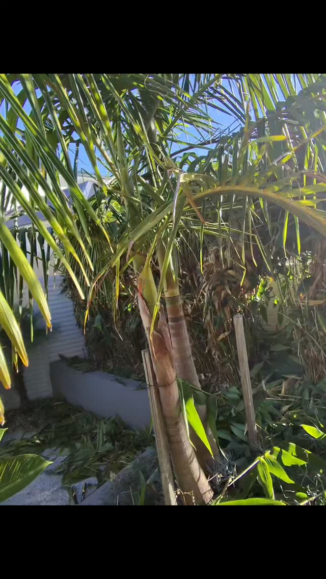 30 Second Palm tree prune no timelapse needed. That's how easy it is to maintain palm trees that aren't 16 metres high 😅🤣
Shoutout to all the clumbers out there you guys are brave as F
#palmtrees #beforeandafter #satisfying #australia #fypシ゚viralシfypシ゚