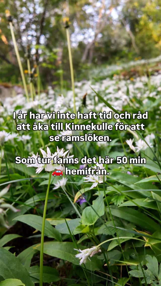 Att uppleva Kinnekulle står högt upp på vår önskelista och speciellt när ramslöken blommar vid Mu...