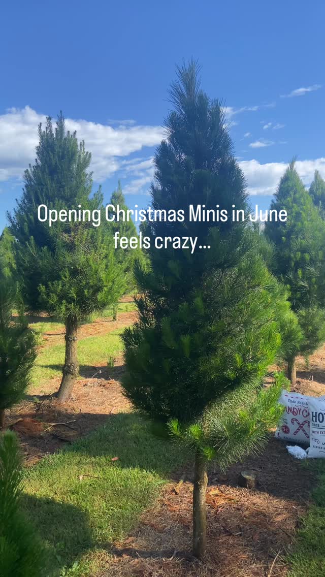 The wait is over! My much-loved Christmas Mini Sessions at Hynds Pines Christmas Trees are officially open for booking. 🌲❤️
If you’ve been wanting gorgeous Christmas photos for your cards, gifts, or simply to capture this season with your family, now is the time to book.
🎄 November 21st & 22nd
🎄 15-minute session
🎄 15 beautifully edited digital images
🎄 Online gallery with the option to purchase more
🎄 $250
🎄 Immediate family only (pets welcome!)
🎄 $100 deposit to secure your booking
These sessions sell out every year, so don’t leave it too long to grab your spot!
I can’t wait to see your beautiful families amongst the Christmas trees again this year! ❤️
#Christmasminis #gippslandphotographer #warragulfamilyphotographer