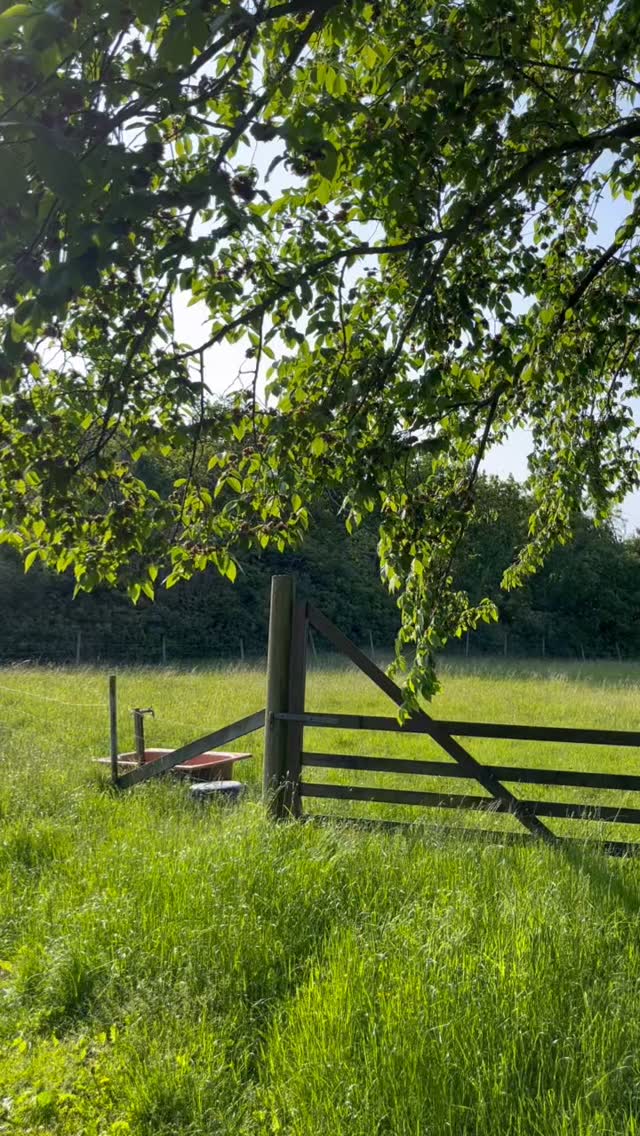~ JUNI ☀️
en måned full av sanselige påfyll 🍃
~
plukke markblomster til kjøkkenbordet, tidlige morgenbad og kaffe på svaberget, kjenne duften av syriner på milde kveldsturer, smaken av norske jordbær rett fra åkeren, rent, hvitt sengetøy som har tørket ute på snora, fregner på nesa og solbrune skuldre ☀️
.
det er dette vi lengter til når vinteren er kald og lang…. og når vi bakser oss fram i sludd og snø ~
.
Velkommen JUNI!! Du skal nytes! ☀️🍃
#juni #sommer #sommerenvedhavet #sanseligepåfyll #herognå