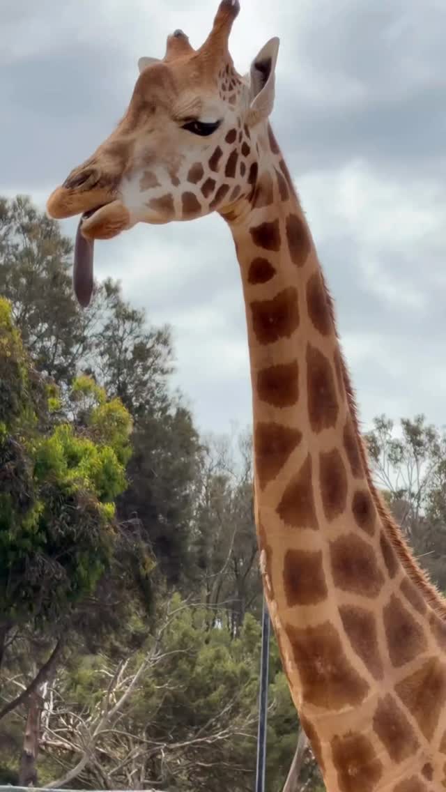 🦒 Walking tall through the heart of Tanzania.
The giraffe, Africa's tallest land animal, moves with a grace that makes every safari moment unforgettable. Watching these gentle giants roam freely across the savannah is a sight that never gets old.
📍 Tanzania, East Africa
#Giraffe #TanzaniaSafari #WildlifeSafari #AfricanSafari #gnadesafaris