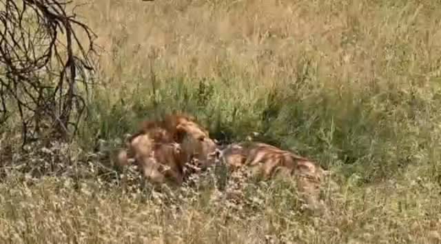 🦁❤️ A rare glimpse into the private life of Africa's most iconic predator.
Lion mating is an important part of maintaining healthy pride populations in the wild. During this period, lions may mate frequently over several days, strengthening the future of the pride and ensuring the survival of the next generation.
Witnessing such natural behavior is one of the many unforgettable experiences that make a Tanzania safari truly extraordinary.
📍 Serengeti National Park, Tanzania
📧 info@extrapassionsafariss.com
🌐 www.extrapassionsafariss.com
#LionMating #SerengetiSafari #WildlifeExperience #TanzaniaSafari #ExtraPassionSafaris