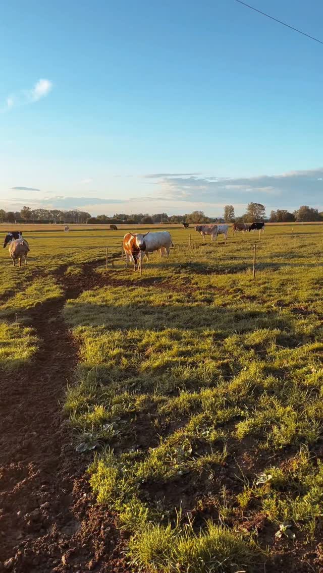 Ton an 🔔
Den KuhKlang zum Feiertag lässt heute Aramis verlauten 🐮🤎
Wer Aramis mit einer Patenschaft unterstützen möchte, findet alle Infos auf der Homepage 🙏
Link oben ⬆️ in der Bio 🐮🎶
#lebenshof #kuhklang #aramis #govegan #tierehabenrechte