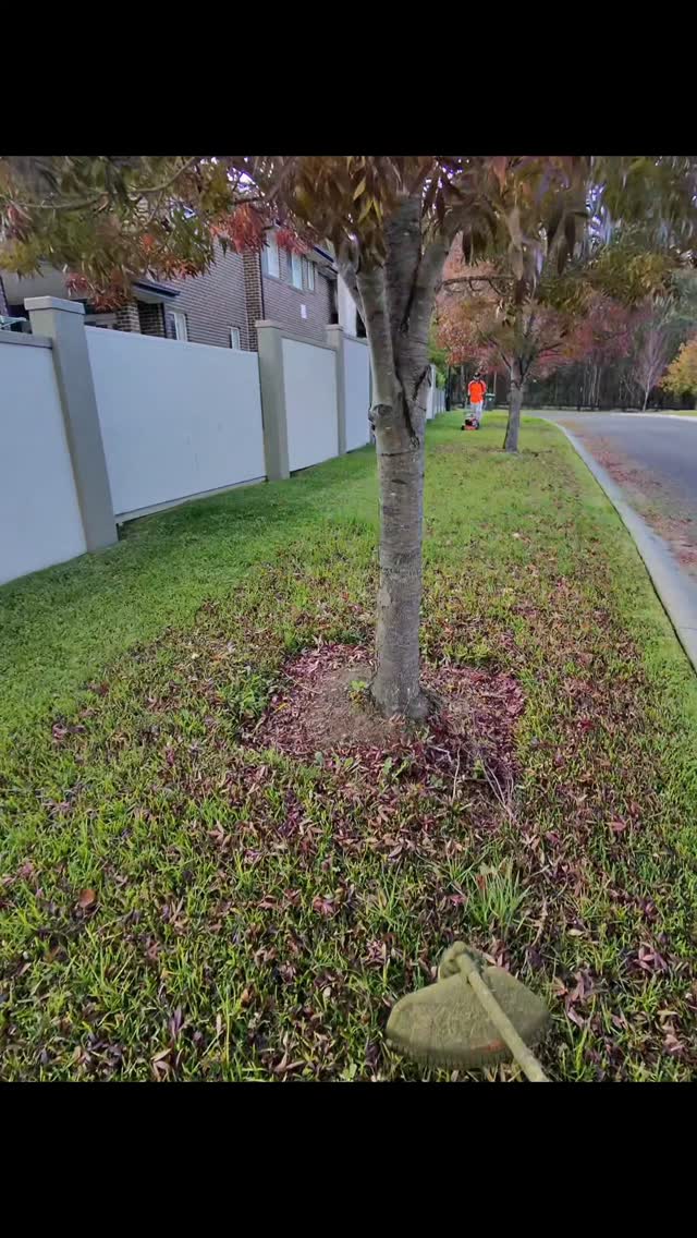 You came for 7 seconds... Bull-Horn Brushcutter 👏
Now you're emotionally invested in this square. 😂🌱
#fypage #beforeandafter #landscaping #gardening #australia