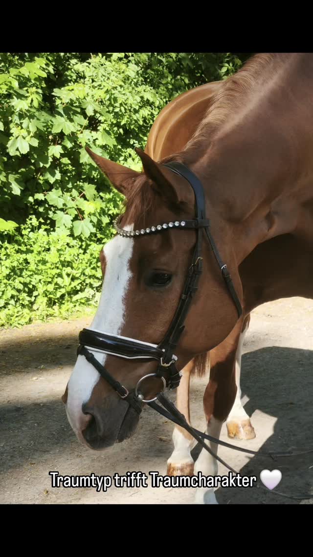 Traumtyp trifft Traumcharakter 🤍✨
Ein ganz besonderes Pferd, das nicht nur durch seine Optik begeistert.
Weitere Eindrücke folgen 🐴🍀
#springpferd #verkaufspferd #sportpferd #niedersachsen #braunschweig