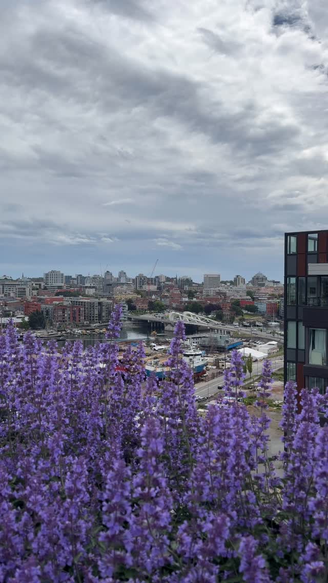 Views for days. 🌊✨
We had an incredible media day capturing photo and video content for @briarhillgroup @realtyteacher_remax_victoria @sean.p.victoria from this epic rooftop patio overlooking Victoria Harbour and the Gorge Inlet.
📍 Victoria, BC
#VictoriaBC #yyjrealestate #VictoriaHarbour #GorgeInlet #RooftopPatio RealEstateMedia MediaDay VideoProduction Photography VisuallySpeaking