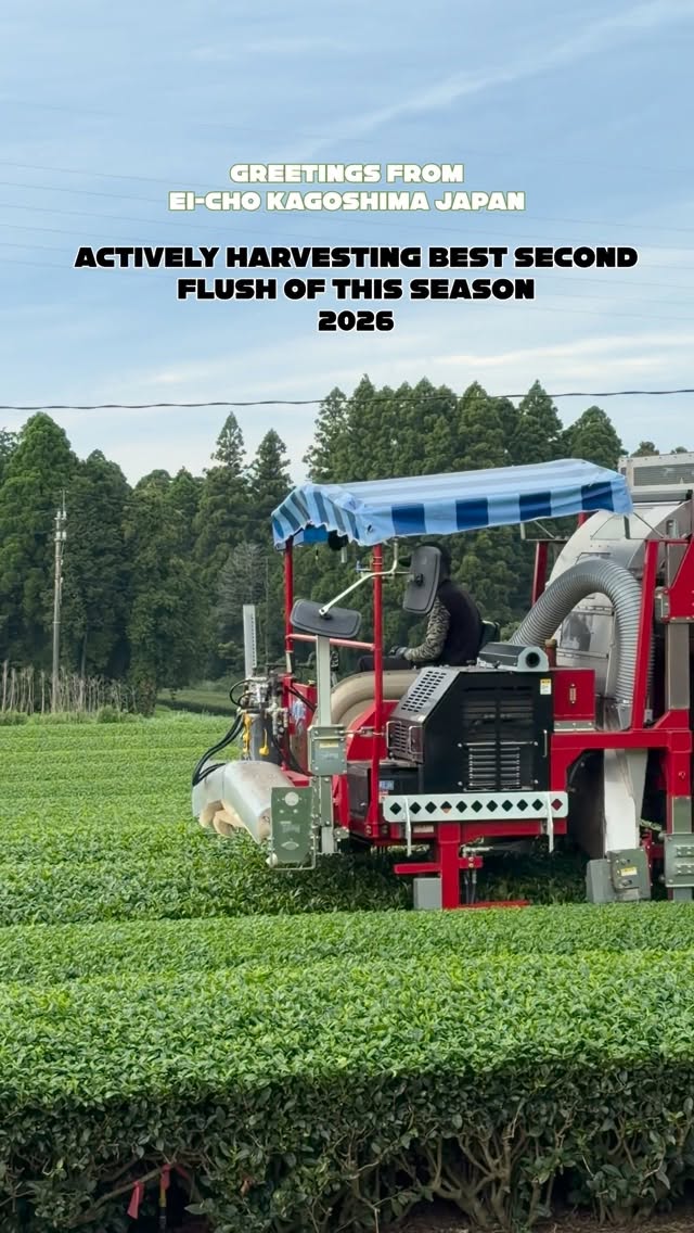 Greetings from Ei-Cho Kagoshima Japan! Actively Harvesting best second flush of the season 2026
KAGOSHIMA MATCHA,SENCHA GREEN TEA Available @kabaseicha
Please Always DM Us For your Orders
Email: info@kabaseicha.com
@ Ei-Cho Green tea city
#Eichokamibeppu
KAGOSHIMA MATCHA - 鹿児島抹茶
KAGOSHIMA CHA - 鹿児島茶