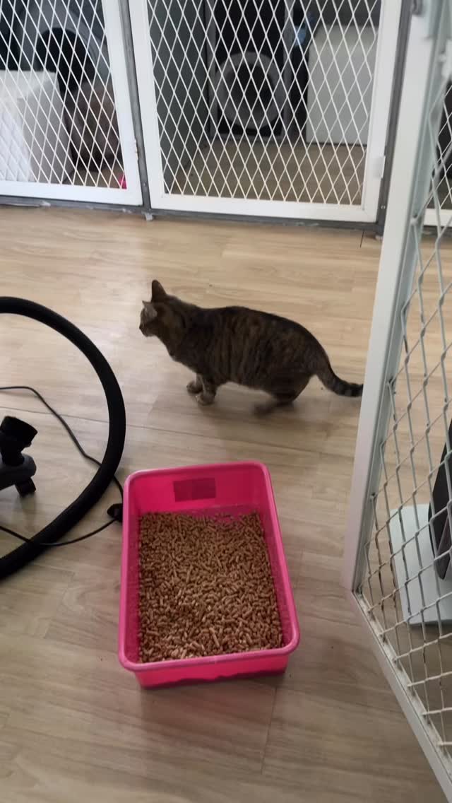 This is Jemima’s first stay in a cattery and her mom is very worried about her being ok.
Little girl checked in yesterday and her mom upgraded her to our country cottage.
When cleaning her suite this morning Jemima was a darling supervising and sweetly interrupting my job ❤️
#Cattery #CatLovers #CatHotel #PetResort #CatBoarding