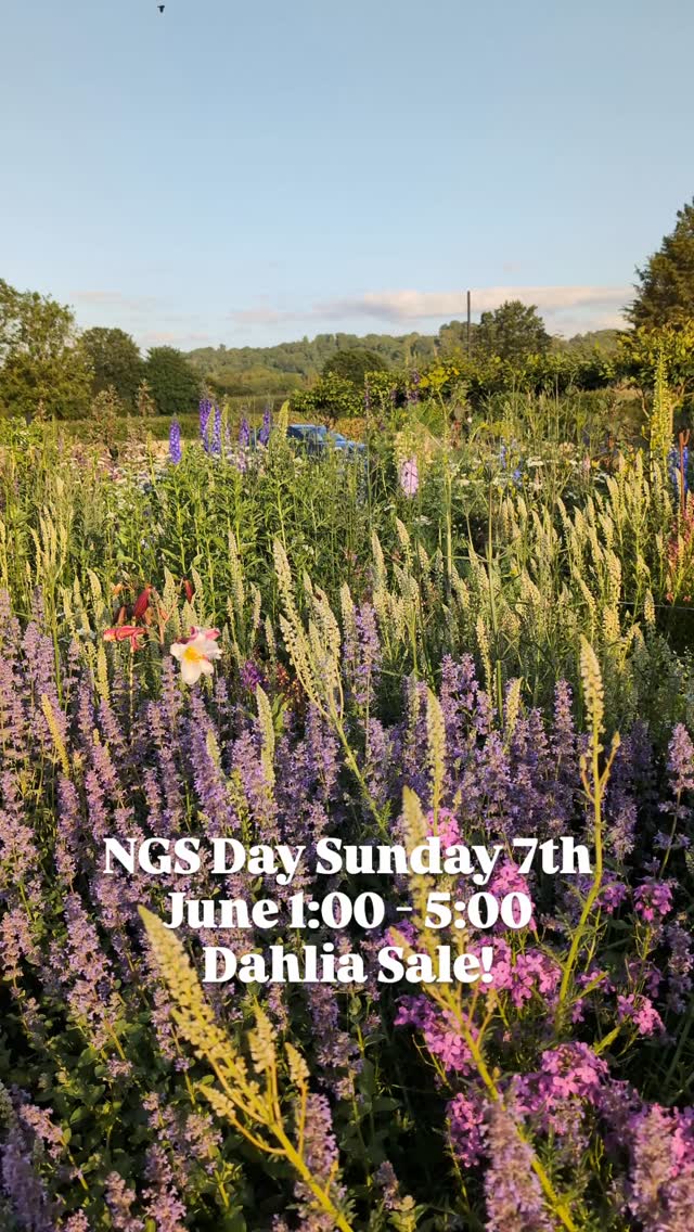 We're open every day but this Sunday we will be opening again for the National Garden Scheme. All proceeds go to the most excellent charities.
We will also be holding a sale of fresh and vigorous 1 ltr Dahlia plants of all our favourite varieties, some rare!
Looking forward to welcoming new and old friends alike!
The lovely @thefarmyardkitchensherborne cafe and the wonderful @hunts_foodhall are open until 4:00pm