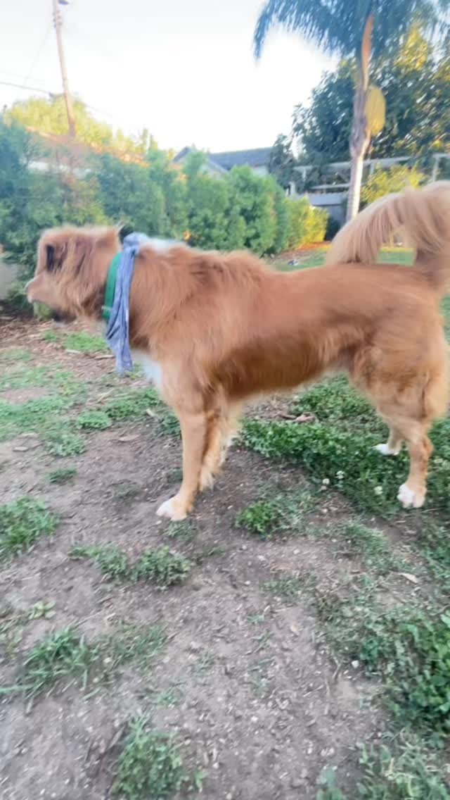 Chuy was at the ready. You wanna go? #funnydog #dogvideo