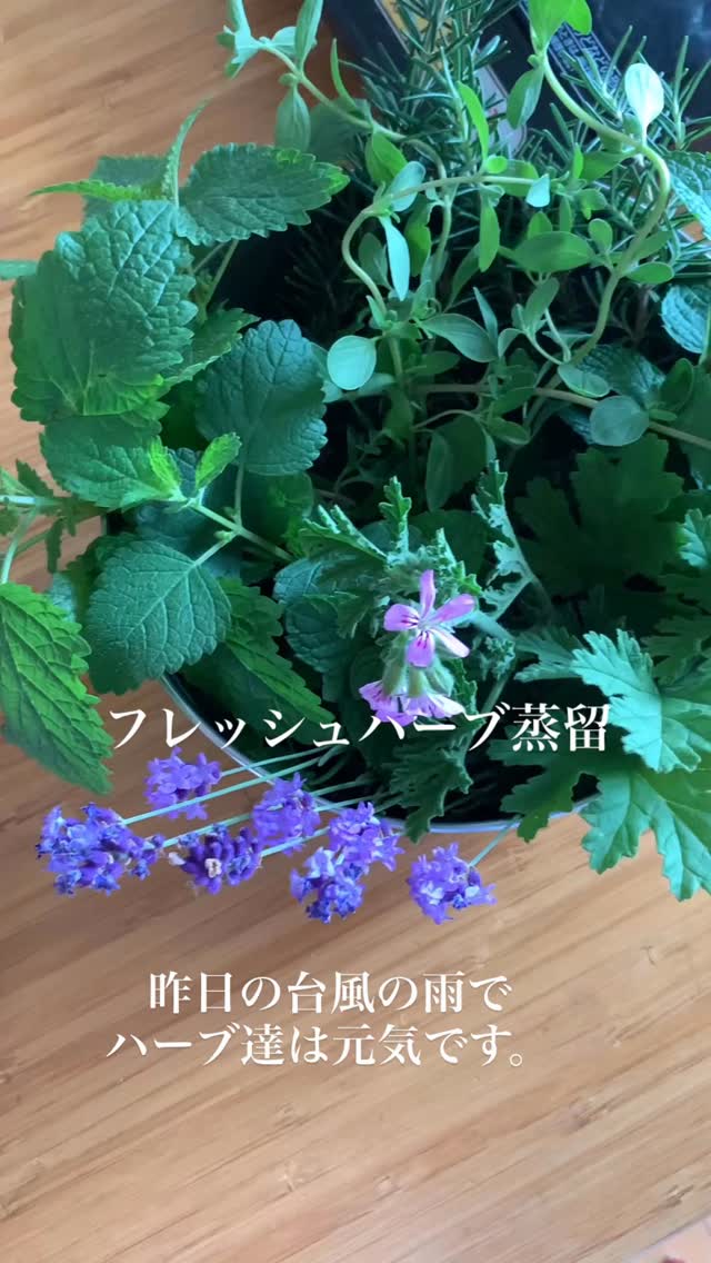 この季節がやってきました🌿
ハーブ蒸留。
朝の摘みたてフレッシュハーブ。
そのままでもいい香りが広がっています。
蒸留する事で
ハーブ成分がギュッと詰まった
芳香蒸留水が完成します。
蒸留水はそのままでも、
目的に合わせて精油を入れたり、
クリームの基材にしたりと
使い方も色々あって便利です。
#アロマセラピー
#ハーブ
#芳香蒸留水
#植物療法
#癒し