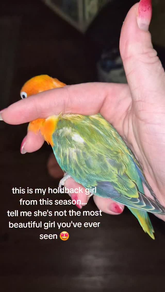πππ gahhdddddamn girl
#fischerslovebirds #lovebirdsofinstagram #lovebirds #parrots