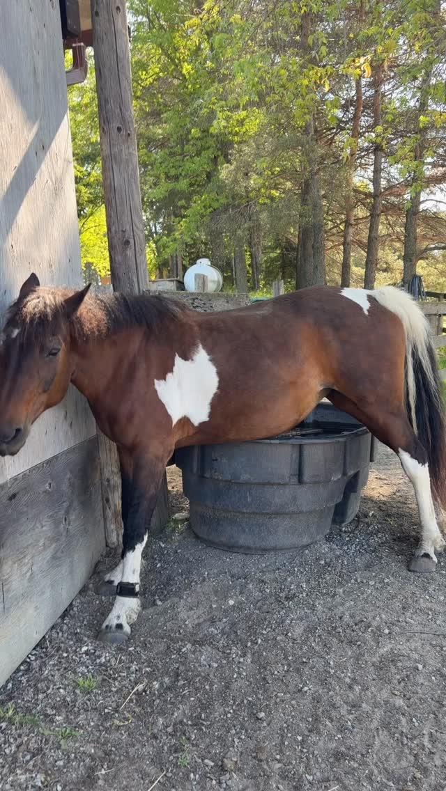 Some creative scratching solutions… when you really need it 😅
#horse #funnyhorse #herdlife #horsebehaviour #horsereels