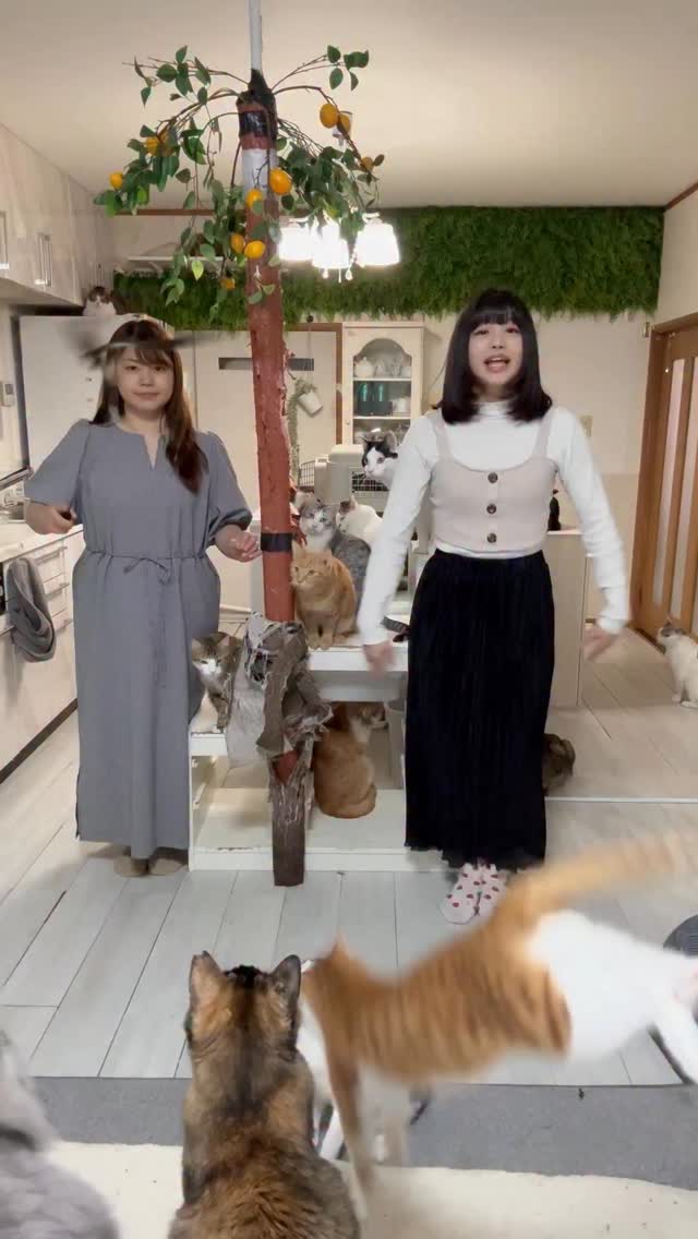 今日はママと
#猫じゃらし歴
#もふもふテレビ