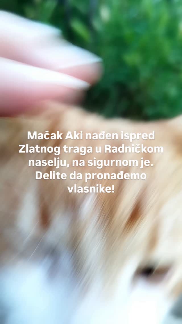 MAČAK JE VRAĆEN #leskovac #mačak #aki
