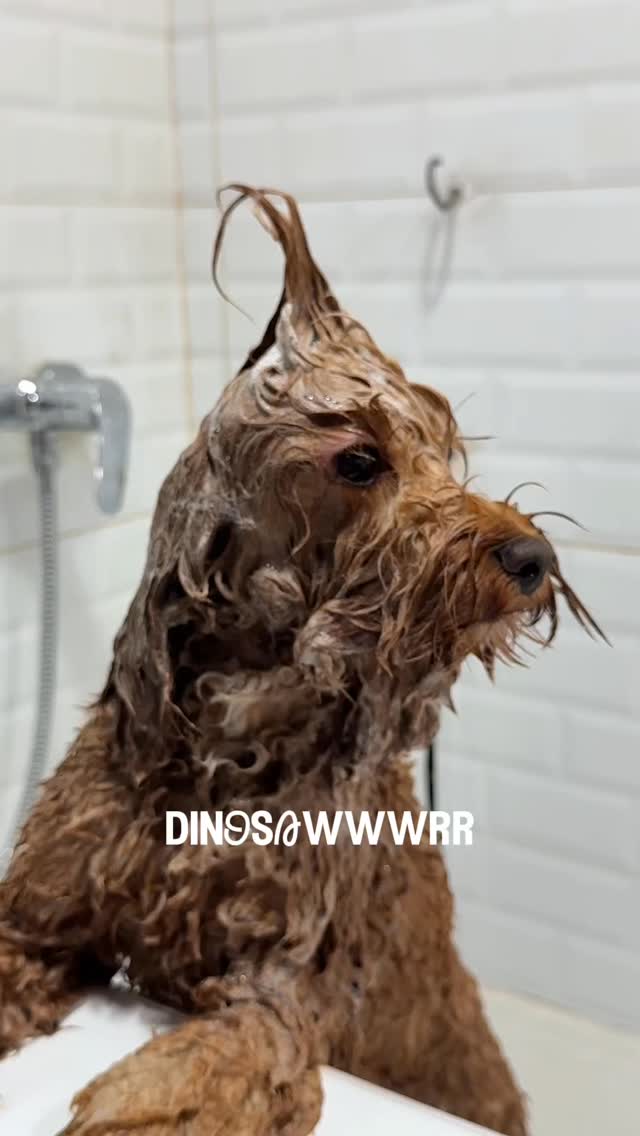 Probably the cutest dinosawrr 🦕🐶