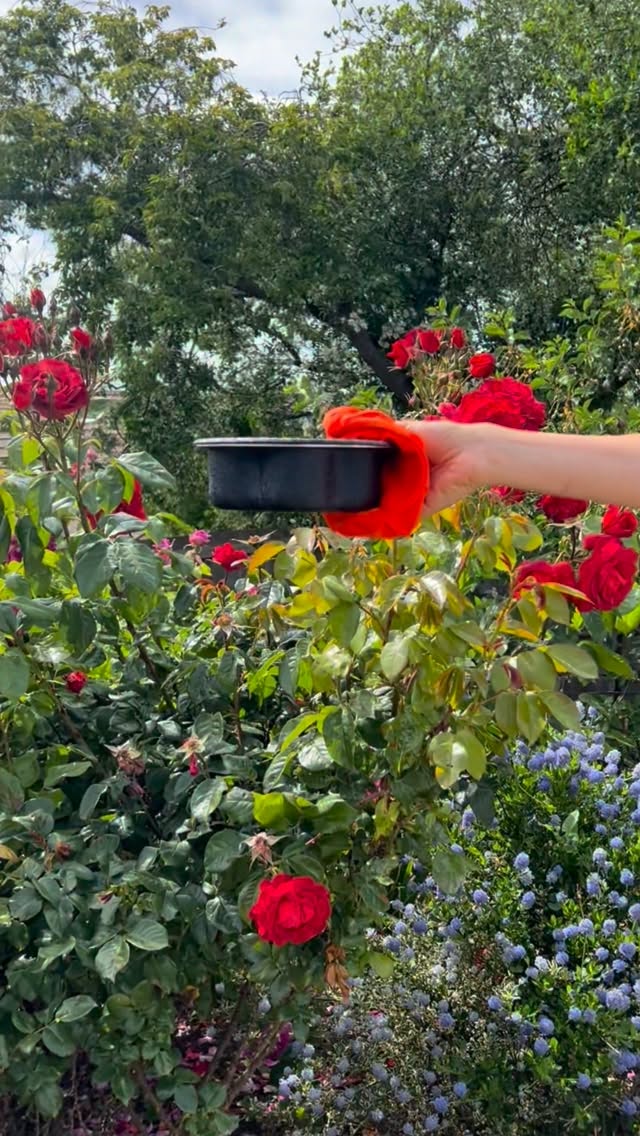 Event the nature got excited for the reveal 😂
TAHDIGLOVER pots !