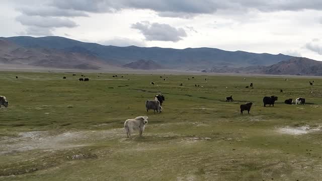 Peu de matières procurent cette sensation.
Le duvet naturel de yack mongol, encore confidentiel en Europe, offre une chaleur profonde, une légèreté remarquable et une longévité précieuse.
Investir dans un pull Tergel, c’est choisir un arbitrage intelligent : une résistance trois fois supérieure au cachemire standard, une thermorégulation naturelle et une douceur qui s’affirme avec le temps. Pour ceux qui privilégient la qualité, la transparence et le coût par usage.
En savoir plus et lire l'article complet 👉 https://wix.to/jsVnIT4
#LuxurySlowFashion #FibresNaturelles #Yakshmere #InvestissementIntelligent #SlowLuxury #MatièresRares #Durabilité #SavoirFaire