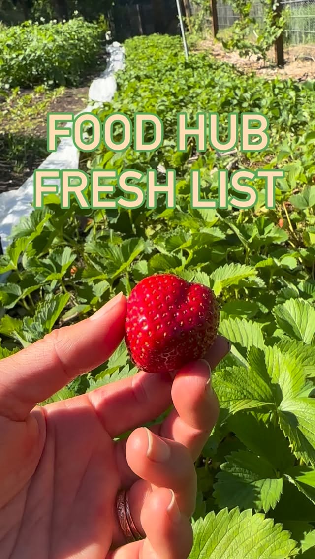 Have you signed up for the Food Hub Fresh List?
Every week we send out a weekly email with produce availability, recipes, events, classes, farmers market updates, and seasonal food news.
Here’s a sample of this week’s Fresh List:
GREENS & LEAVES
Arugula
Spinach
Chicory
Collards
Rapini (broccoli raab)
Bok choy
Cilantro
Basil
Mojito mint
ROOTS & ROOTY THINGS
Carrots
Beet bunches
Rutabaga
Gilfeather rutabaga
Celery root
Watermelon radish
Sora Red radishes
ONIONS & ALLIUMS
Garlic
Garlic bunches
Leeks
Green onions
Scallions
POTATOES
Russet
Butterball
Red
Ozettes
French fingerlings
STALKS
Rhubarb
Bamboo shoots
PEAS, BEANS & SUMMER CROPS
Zucchini
FRUIT
Strawberries
MUSHROOMS
Shiitake mushrooms
Lion’s Mane mushrooms
Marbled Oyster mushrooms
This week’s Fresh List also included a recipe for Oregon wild rice with locally harvested bamboo shoots, opening day details for the Clatskanie Farmers Market, food assistance reminders, and information on new products arriving at the Food Hub.
Use the link in our bio or link below to sign up then just click “join group”
https://groups.google.com/a/clatskaniefarmercollective.org/g/cfh-fresh-list?pli=1
One note: Google Groups currently works best from a computer. You may have trouble completing the signup process from a phone.
Thanks for keeping your dollars local and supporting our community food system!