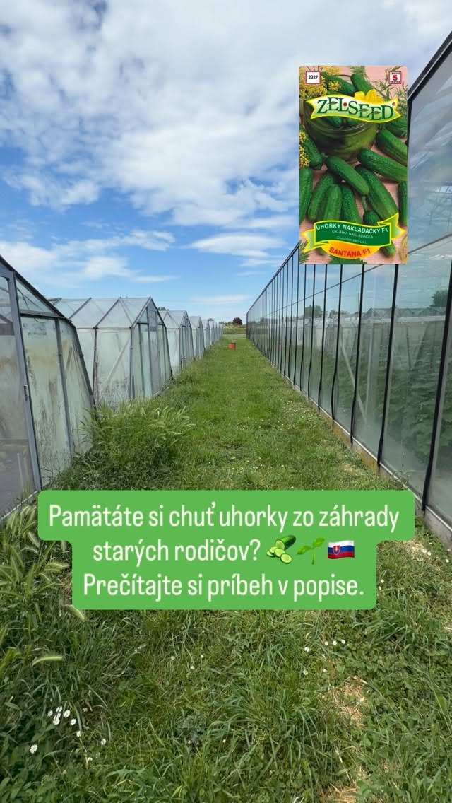 Pamätáte si ešte časy, keď mala takmer každá rodina svoju záhradu? 🇸🇰🌱
Keď sa na jar sadilo, v lete zbieralo a na jeseň sa pivnice plnili vlastnou úrodou. Nebola to len práca. Bola to tradícia, ktorá spájala generácie.
Aj preto sa v Zelseed už viac ako 30 rokov venujeme šľachteniu a vývoju odrôd priamo na Slovensku. Za každým vrecúškom semienok sú roky práce v skleníkoch, na pokusných plochách a stovky rozhodnutí, ktoré majú jediný cieľ – priniesť vám kvalitnú úrodu.
Mnohí vidia len malé semienko. My za ním vidíme celé roky pestovania, pozorovania, skúšania a neustáleho zlepšovania.
Keď dnes prechádzate okolo našich skleníkov plných rastlín, nepozeráte sa len na zeleninu. Pozeráte sa na budúce odrody, ktoré raz budú rásť v záhradách po celom Slovensku.
Pretože slovenské záhrady si zaslúžia slovenské semienka. 🇸🇰
#Zelseed #SlovenskeSemienka #SlovenskeOdrody #Zahradkarenie #Pestovanie VlastnaUroda Zahrada Slovensko Semienka Uroda