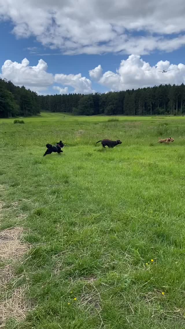 Wat een heerlijke middag groep is dit ! โค๏ธ
๐ถ Diesel, Lupo, Sjakie, Link, Moos, Dirk, Abby & Bennie
#hondenuitlaatservice #amsterdamsebos #uitgeraasd #dogwalker #dogwalking