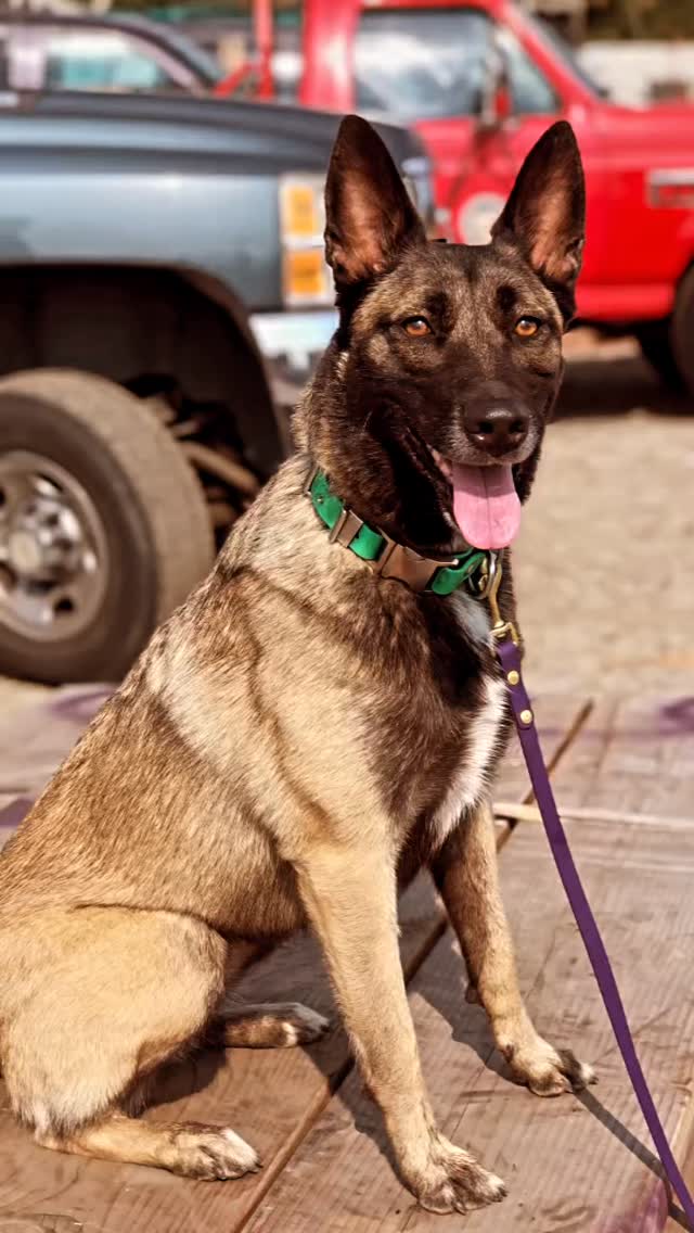 In Memory of Xena
Xena came to Deresa through the Woof Project, a rescue organization, when she was 1½ years old. She was a Belgian Malinois who had originally belonged to a family in San Diego that ultimately decided she was more dog than they could handle.
According to Deresa, Xena was the most challenging dog she had ever worked with because of her intense temperament and boundless energy. Yet those same qualities helped make Xena an exceptional working dog. Together, Xena and Deresa earned their FEMA Advanced Disaster Search and Rescue certification within just eight months and went on to recertify three more times. Although they were never deployed on a FEMA mission, Xena responded to several callouts with Ventura County Search and Rescue K9.
Beyond her search-and-rescue work, Xena loved participating in team community events. She especially enjoyed playing tug with the people she met and had a special fondness for children, who were often among her favorite playmates.
Xena’s best friend was a Dutch Shepherd named Tazzie. The two loved playing together every day and shared a close bond throughout their lives.
Surrounded by her devoted caregiver, her handler, and her best friends, Xena was deeply loved until the very end. She eventually succumbed to underlying health issues, leaving behind countless memories of her dedication, spirit, and unwavering enthusiasm for life.
Xena’s journey—from rescue dog to certified search-and-rescue partner—was a testament to her remarkable heart, determination, and the people who believed in her. She will be dearly missed and forever remembered. ❤️🐾