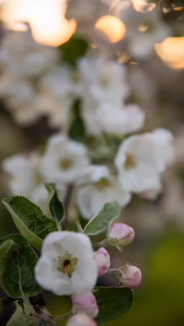 Moon Bloom 💛🌸
#naturfoto #epletre #månen #norsknatur #eyecandy