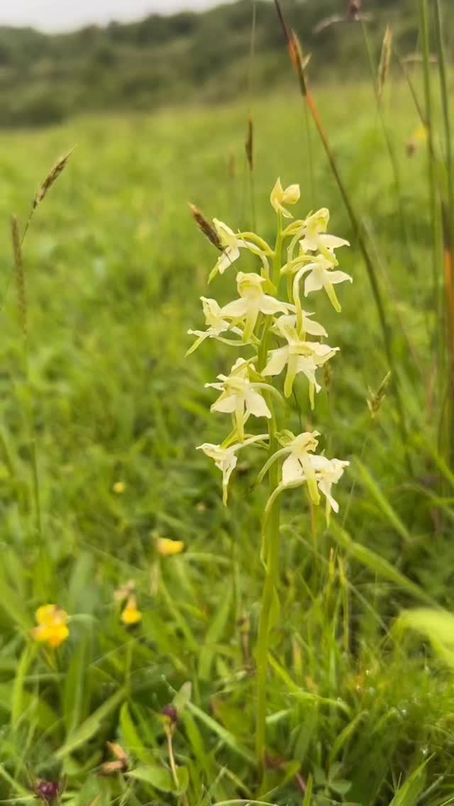 My first greater butterfly orchid of the year….. on my dog walk this morning in a local nature reserve.
This orchid is found in unimproved grasslands and open woods. Though not so sweet-smelling as the lesser butterfly orchid, it apparently has a stronger scent in the early evening to attract moths to pollinate it.