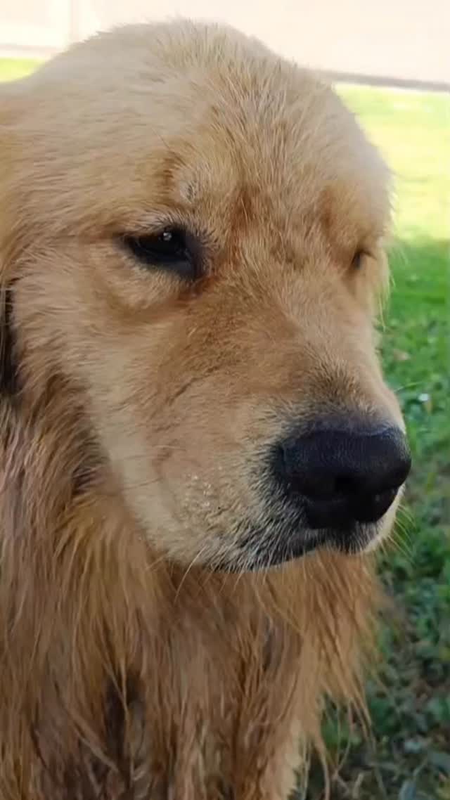 😂😂😂 #goldenretriever #cuccioligoldenretriever #goldenretrievermilano #leondorofamily #americangoldenretriever