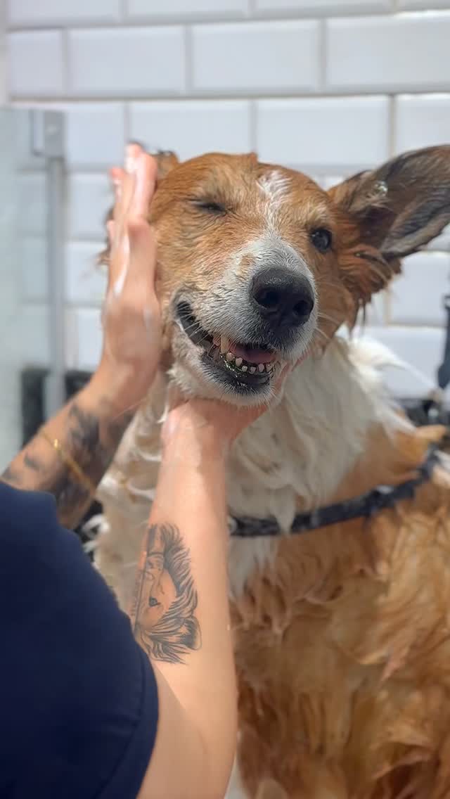 O banho ideal para a necessidade do seu pet está na Auma!
Aqui no Menino Deus, unimos a qualidade do banho ao manejo Low Stress para um momento relaxante e seguro.
Seu pet cheiroso, saudável e feliz. 🐶🐱
📲 Vagas limitadas! Clique no link da bio e agende o horário dele pelo WhatsApp.
#portoalegre #aumapet #cachorro
