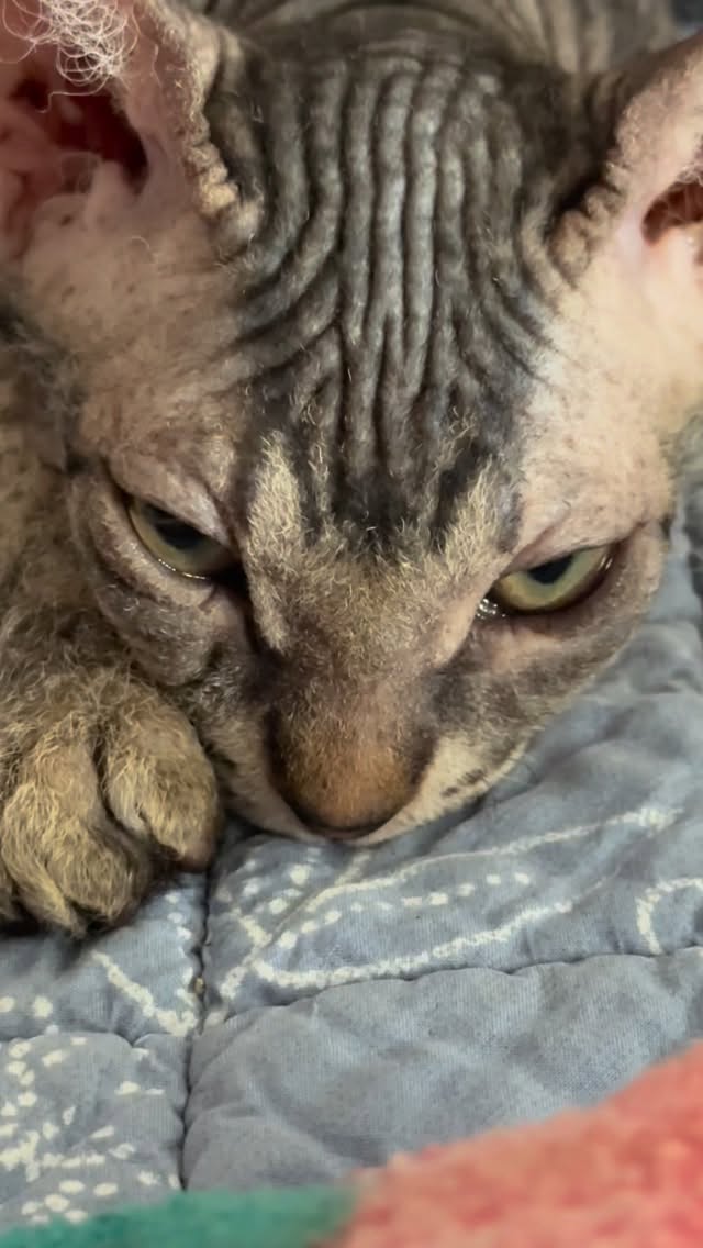 POV: you interrupted my nap 😾
#kittensofinstagram #hairlesscats #donskoy #nakedcats #catloversclub