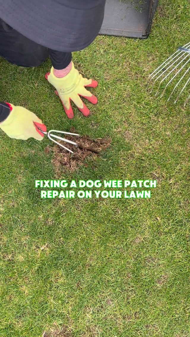 How to fix a dog wee patch on your lawn, keeping it quick and simple 🌱 simply, rake out the dead grass giving you a nice clean surface to work with. Sprinkle on the superseed and top soil, then key in. Then wait for the grass to start growing ☀️💦 #grass #lawncare #lawn #garden #gardening