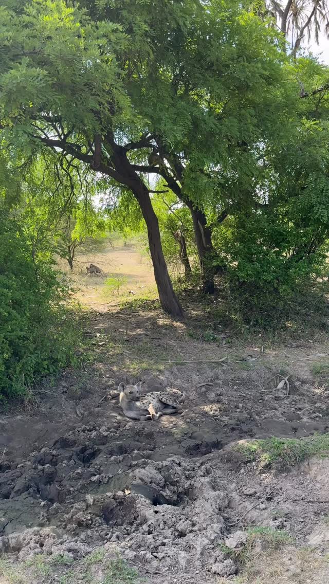 Safari moments at Nyerere national park. Enjoy moments like this on a game drive, a walking safari or even on a boating Safari with Wanyamapori Porini Camp.