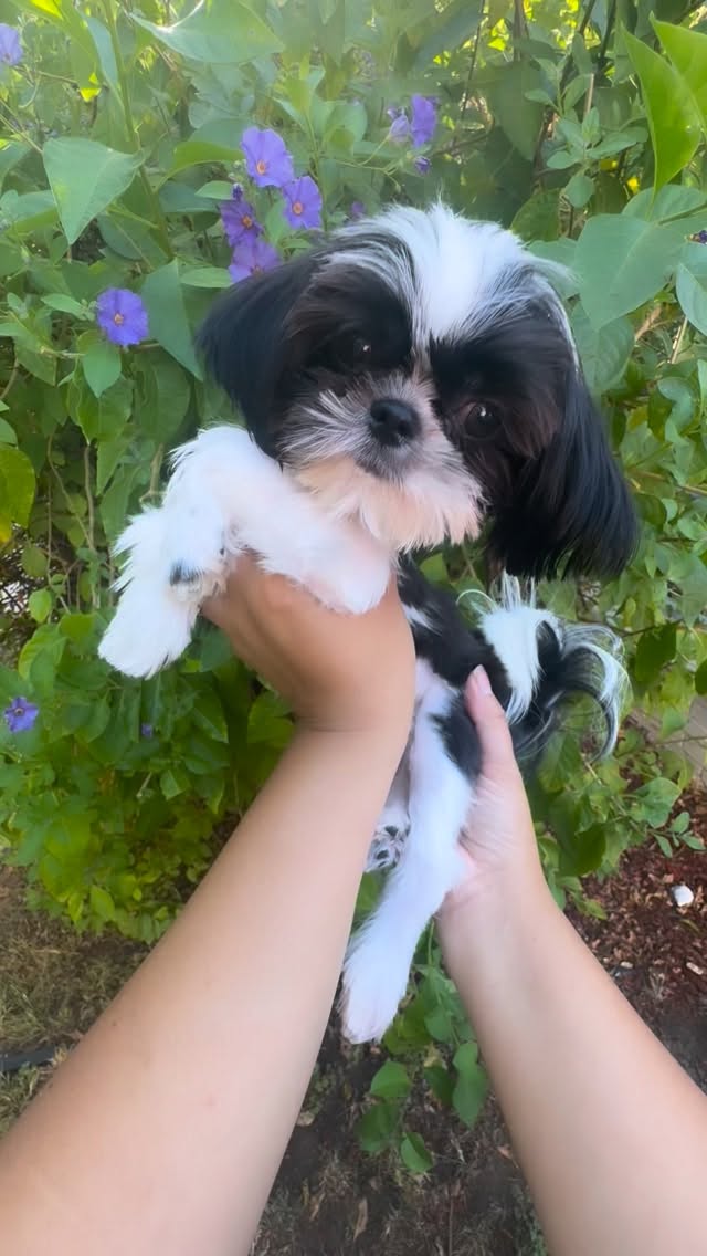 Donino our teenie tiny baby doll boy tracking just 4 lbs full grown. Tiny paws, huge eyes, and enough cuteness to melt hearts everywhere.
#ShihTzu #ShihTzuLove #ShihTzuPuppy #ShihTzuLife #ShihTzuWorld
www.luxuriousshihtzu.com
✈️ Shipping Available
📍Los Angeles, CA