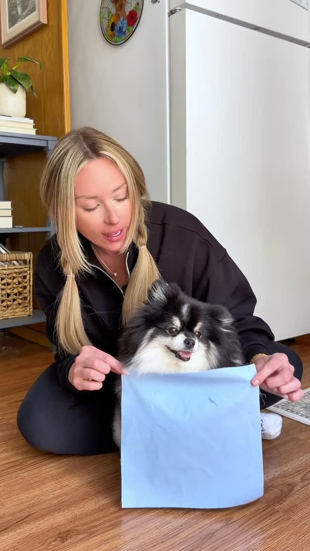 what do you think is her BEST color?🌈😁
#coloranalysis #pomeraniansofinsta #pommom #pomeranian