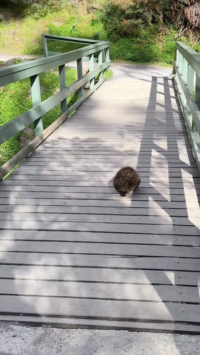 Finally got to see a Koala in the wild near the Morialta Falls in Adelaide. Plus a surprise, an Echhidna, an egg laying mammal, unique to Australia which I didn’t know existed!