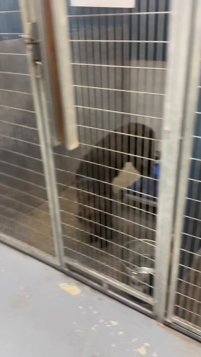 6/22: ADOPTED! 💙
URGENT- Can be euthanized at anytime!
Why does one of the best dogs at the shelter have to wait 165 days for someone to notice him?
Volunteers and staff are confused why a dog friendly, great with everyone at events, well trained, quiet in his kennel dog continues to be passed over time and time again.
All we are asking is for you to take 30 seconds out of your day and watch how great Bandit is and share in hopes someone finally sees what we see in him!
Volunteers have meet thousands of dogs and we all just keep talking about him 💙
Meet Bandit (A0057291782)
2 years old, 77 lbs (gentle giant), heartworm positive - shelter will treat for free, found stray 12/26.
He is DOG FRIENDLY! Easy to leash,
He is urgent due to length of stay.
Available for adoption, foster, or rescue.
🐾 All info here: https://www.fortworthtexas.gov/departments/code-compliance/animals/automated-import/57291782
📧 EMAIL to save his life- FWACCtag@fortworthtexas.gov
📍Located at Fort Worth Animal Care & Control- Silcox location: 4900 Martin Street, Fort Worth, TX 76119
#adoptdontshop #fortworth #shelterdog #adoptme #trendingreels