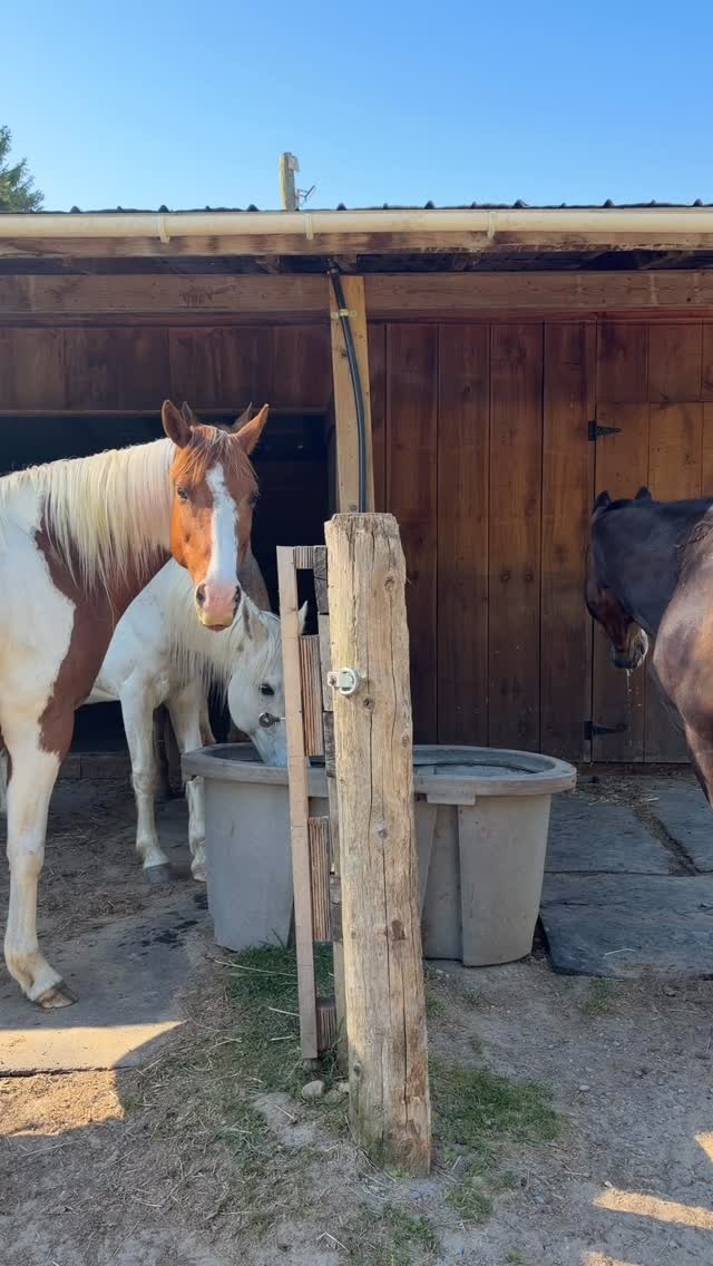 #TrackTipTuesday #TTT Installing a water trough between neighbouring paddocks can give horses access to fresh water from the same source while reducing the number of troughs that need filling and cleaning. A simple setup that can save time and effort around the barn
Our online course From Paddock to Paradise covers everything you need to confidently build and maintain a track system for your horses, ponies, or donkeys
From Paddock To Paradise | https://share.google/cEPySQXwzFxSfIIFr
#BarnTips #HorseCare #tracksystem