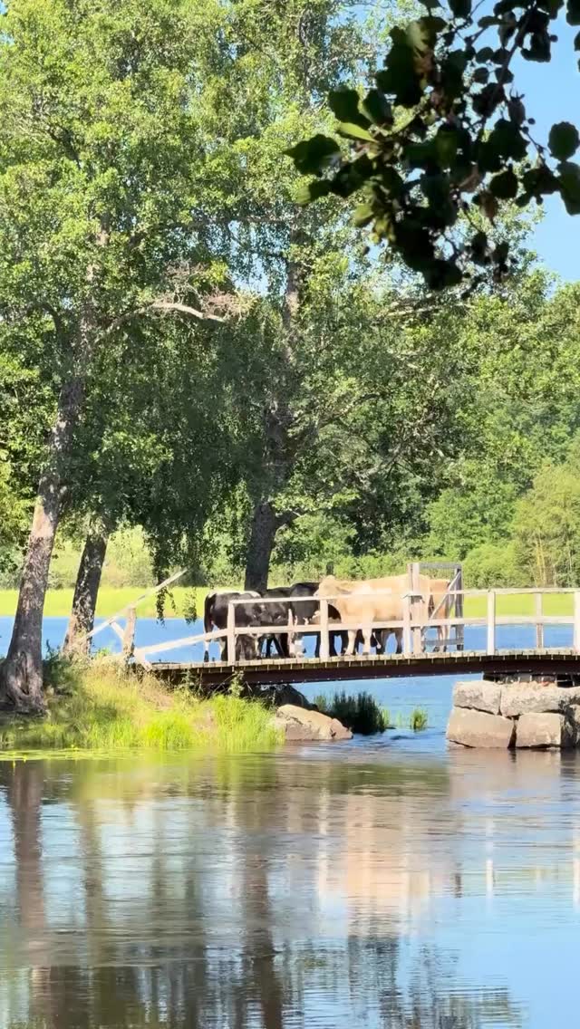 Lugnet längs älven, grönskan som ramar in Herrgården och sommarkvällar som aldrig riktigt vill ta slut. Boka din vistelse hos oss och njut av naturen, den historiska bruksmiljön, god mat och avkoppling🤍
På vår hemsida hittar du våra boendepaket. Eller kontakta oss direkt, så hjälper vi dig!
Info.gysingeherrgard@julahotell.se
0291-734 600
Varmt välkommen till oss!