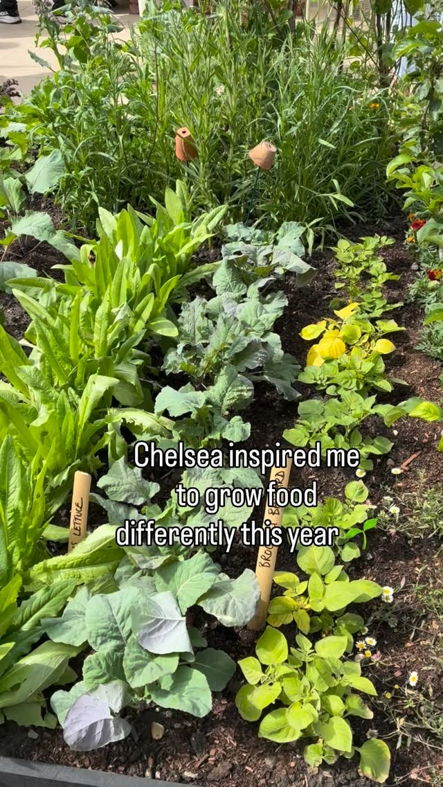 👩🏽🌾 Things I saw at Chelsea that I’m bringing home to my own kitchen garden 🌿
Not the show gardens… the practical little ideas that actually made me want to get home and tend to my veggies.
This year I’m:
• growing salads in galvanised planters and old brick moulds right by the house for easy harvesting
• adding a little chest of drawers and a seat into the greenhouse
• growing courgettes in large pots to save precious bed space
• making wooden trays for organising seedling pots
• mixing flowers and vegetables together in container displays
Chelsea left me full of inspiration, but these are the ideas I can genuinely see changing how I grow at home.
Which one would you try first?
#thegranarygarden #chelseaflowershow #kitchengarden #growyourownfood #containergardening