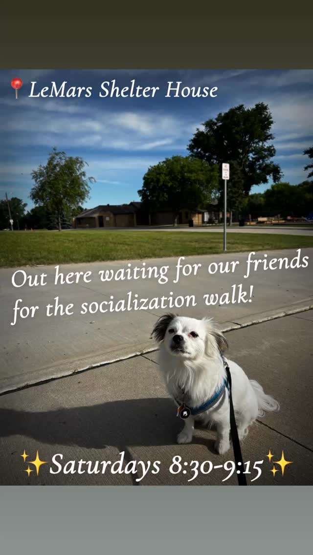 Saturdays from 8:30-9:15 join our socialization walks to work on leash manners, reactivity around dogs, people, and distractions, and it’s a great Q&A time!
#socialize #dogtraining #dogtrainer #karssenk9s #walk