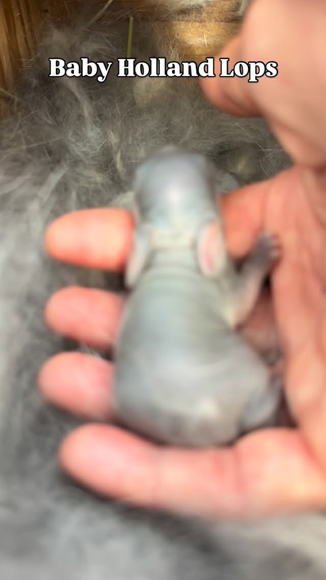 Baby Bunny story time is going to be magical this summer!
#Babybunnies #homebirth # familyfarm #hollandlop #encinitaslife